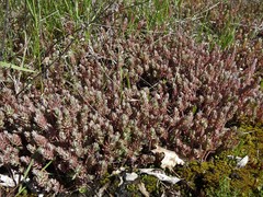 Petrosedum orientale