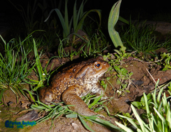 Bufo eichwaldi