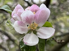 Malus domestica