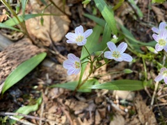 Claytonia caroliniana