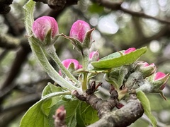 Malus domestica