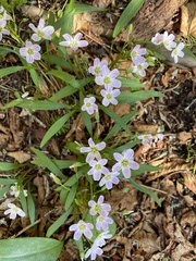 Claytonia caroliniana