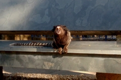 Callithrix penicillata