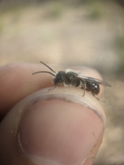 Andrena carlini