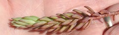 Petrosedum orientale