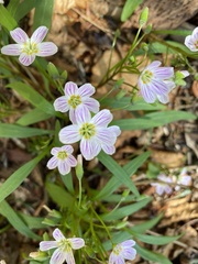 Claytonia caroliniana