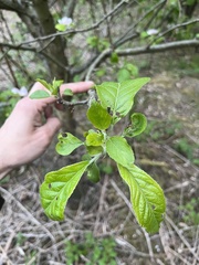 Malus domestica