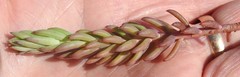 Petrosedum orientale