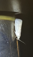Athrypsiastis salva