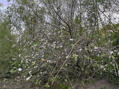 Malus domestica