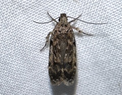 Chionodes pereyra