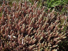 Petrosedum orientale