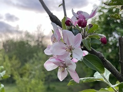 Malus domestica