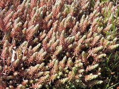 Petrosedum orientale