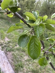 Malus domestica