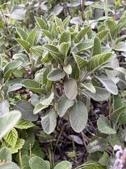 Salvia officinalis