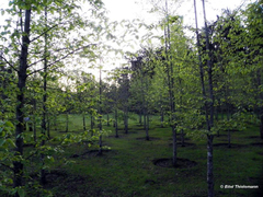 Nothofagus alessandrii