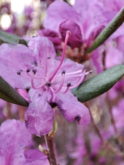 Rhododendron dauricum