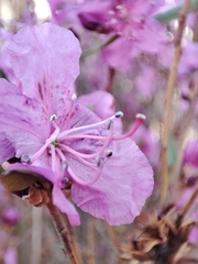 Rhododendron dauricum