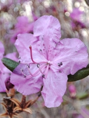Rhododendron dauricum