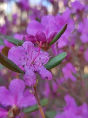 Rhododendron dauricum