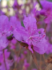 Rhododendron dauricum