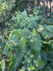Varronia polycephala