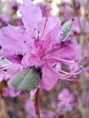 Rhododendron dauricum