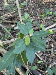 Trichostigma octandrum