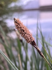 Carex acutiformis