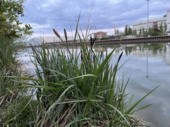 Carex acutiformis