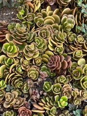 Sedum tetractinum