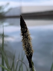 Carex acutiformis