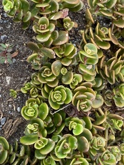 Sedum tetractinum