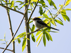 Aegithalos caudatus