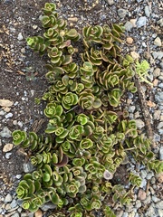 Sedum tetractinum