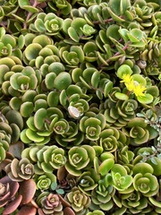 Sedum tetractinum