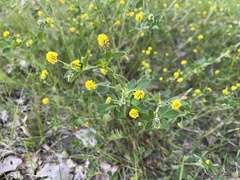 Medicago lupulina