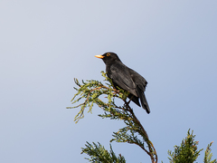 Turdus merula