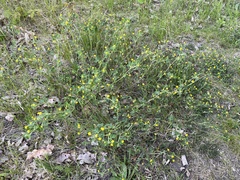 Medicago lupulina