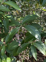 Miconia prasina