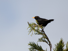 Turdus merula