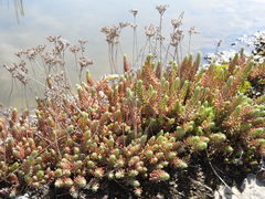 Petrosedum orientale