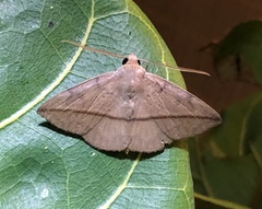 Ugia purpurea