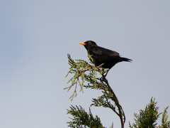 Turdus merula