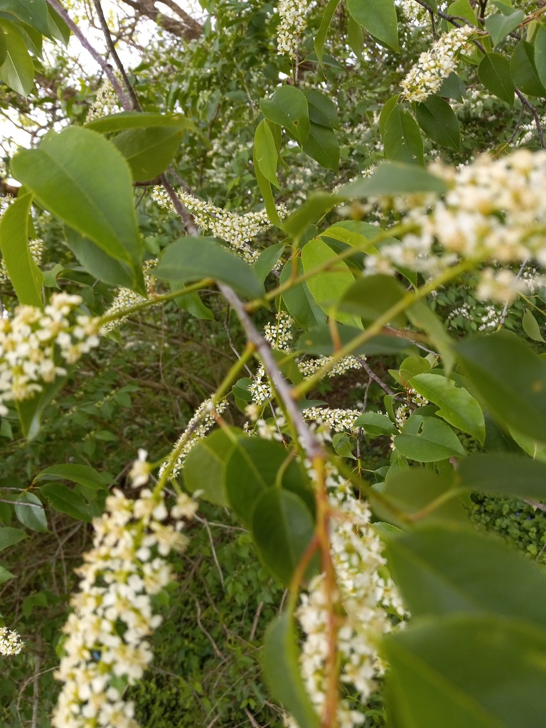 black cherry from Louisville, KY, USA on April 29, 2022 at 0324 PM by