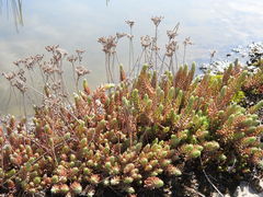 Petrosedum orientale
