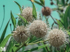 Cephalanthus