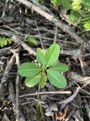 Erythroxylum brevipes