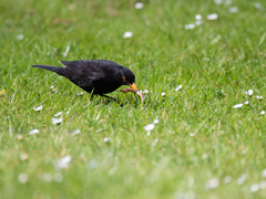 Turdus merula